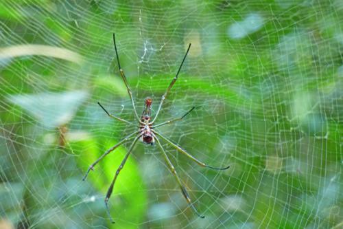Nephila sp.